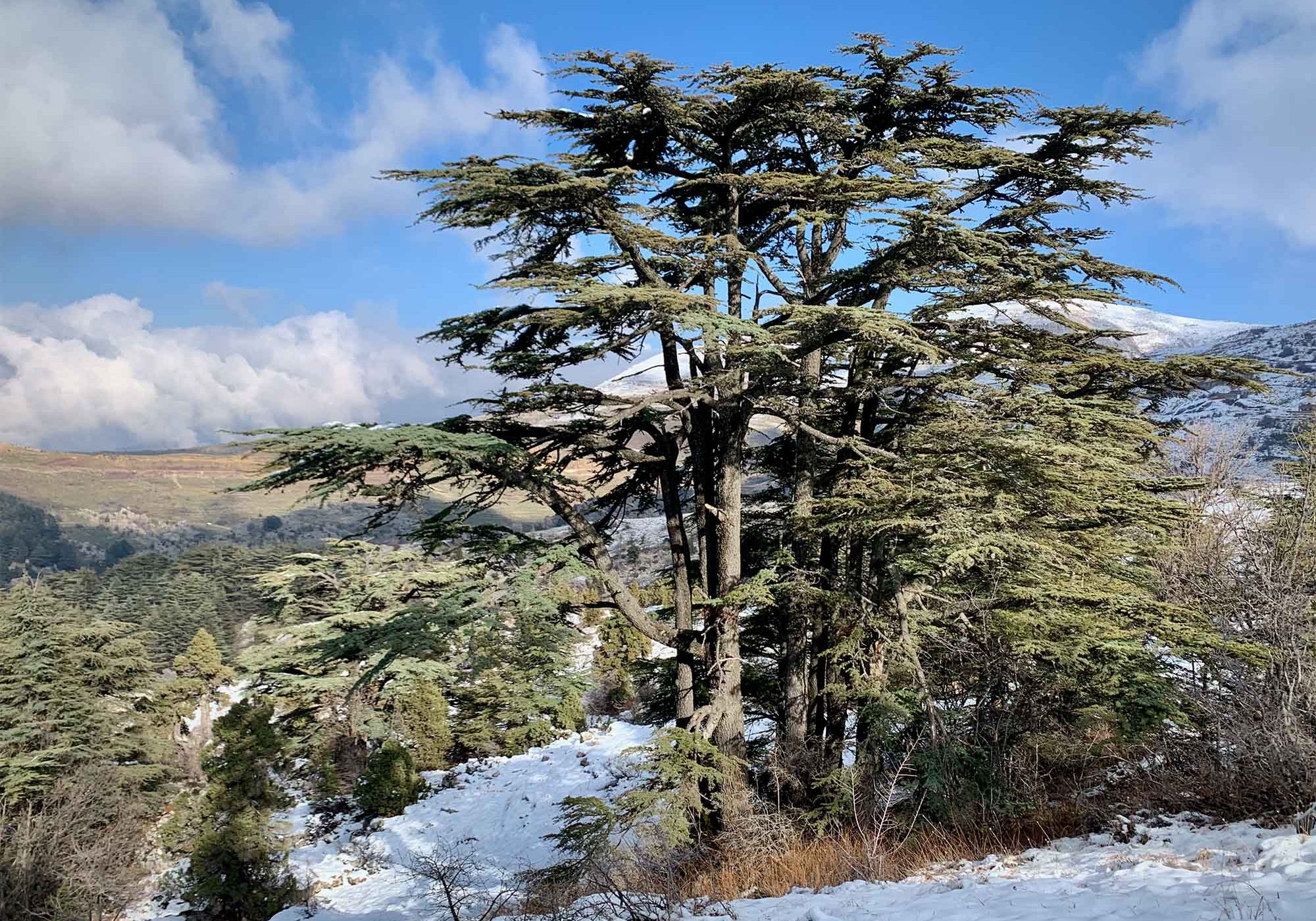 Cedar-of-Lebanon